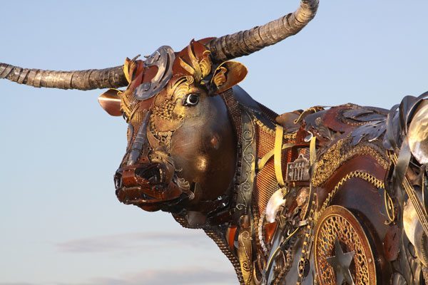 Longhorn-closeup