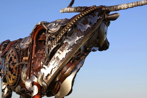 Texas Longhorn