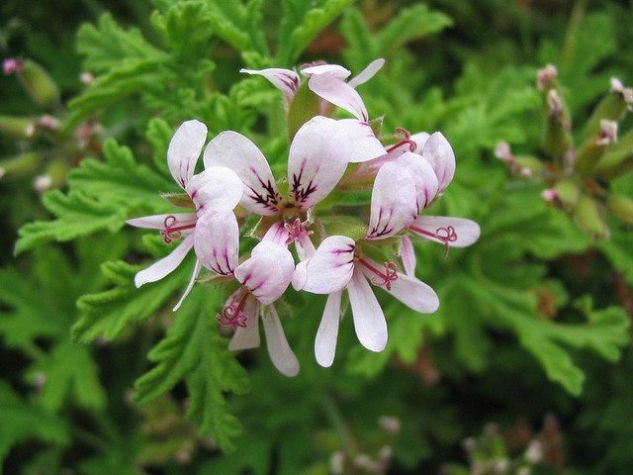 Plants That Repel Mosquitoes