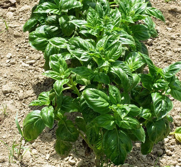 Plants That Repel Mosquitoes