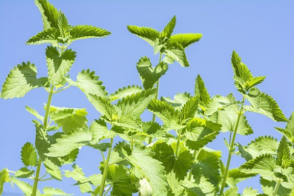 Plants That Repel Mosquitoes