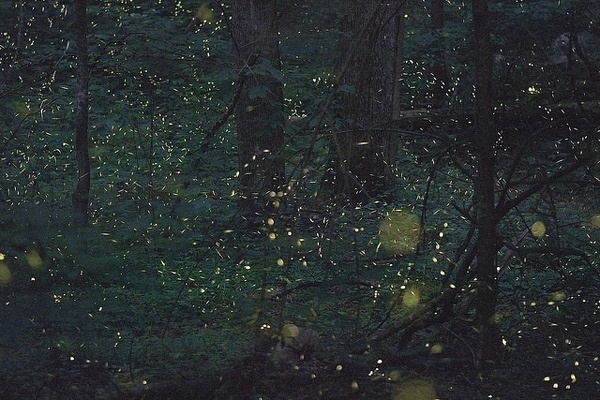 Flickr