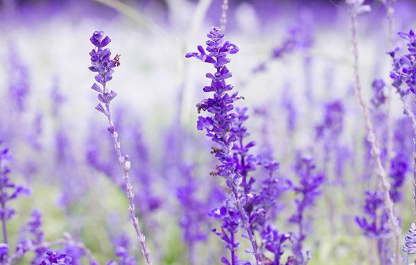 Plants That Repel Mosquitoes