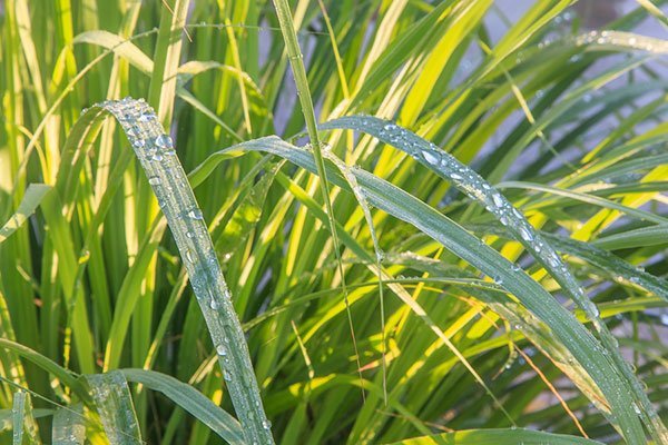Plants That Repel Mosquitoes