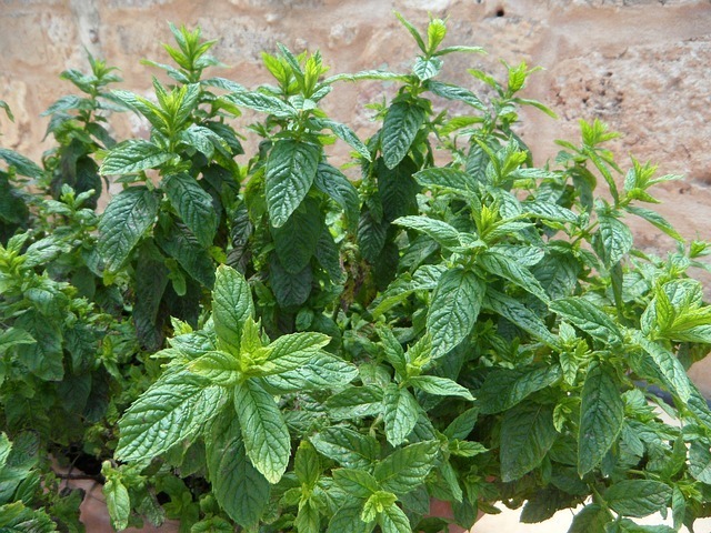 Plants That Repel Mosquitoes