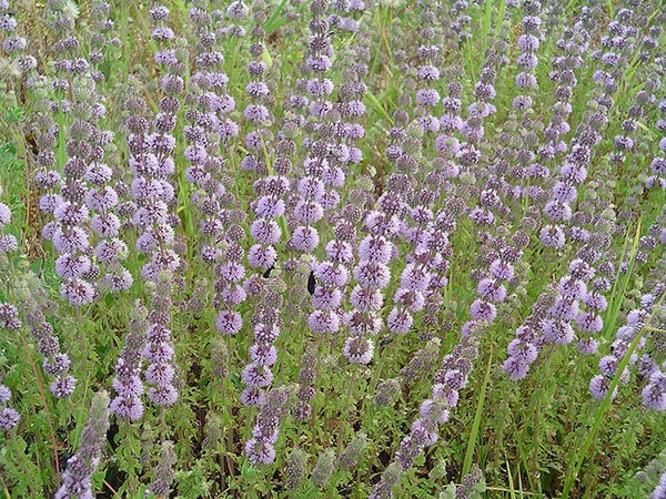 Plants That Repel Mosquitoes