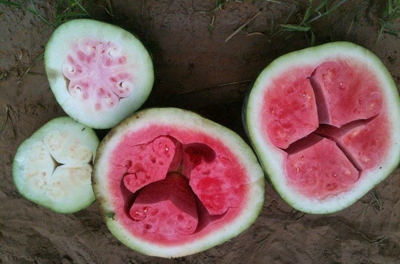 Watermelon Cracked Inside