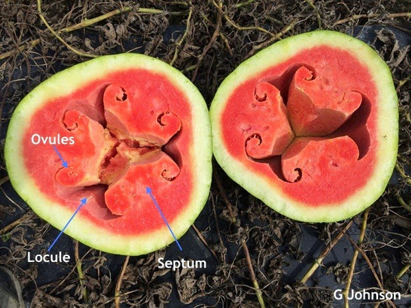 Watermelon Cracked Inside