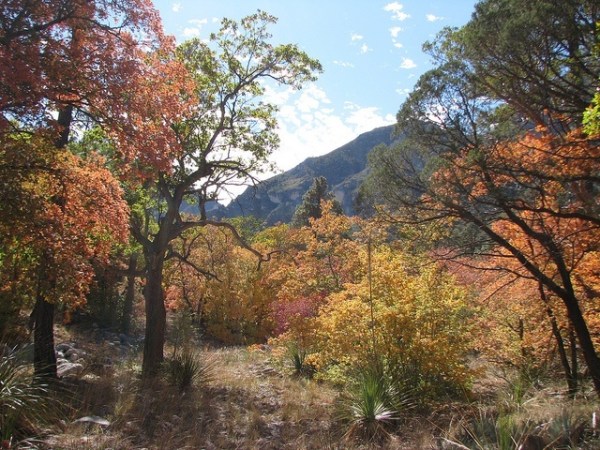 Autumn in Texas