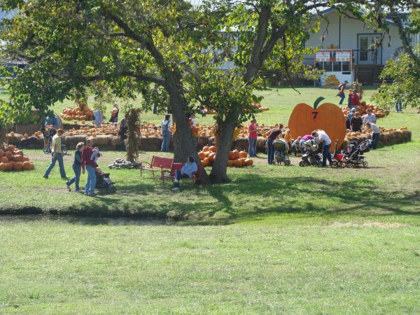 Texas Pumpkin Patches
