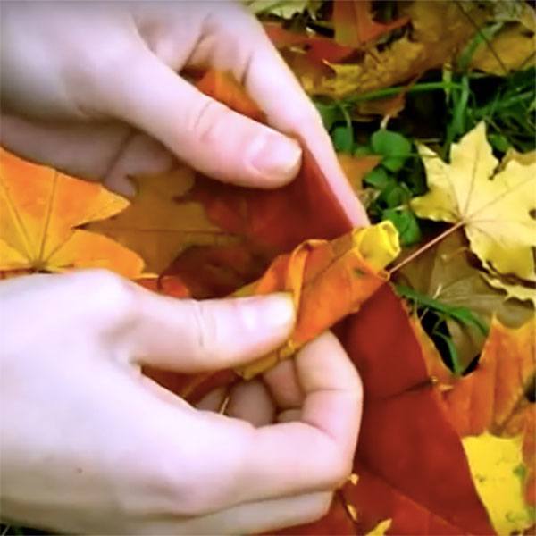 NoLeafBehind