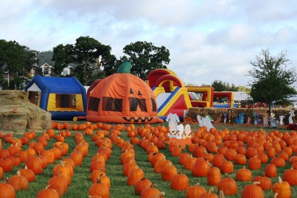 Texas Pumpkin Patches