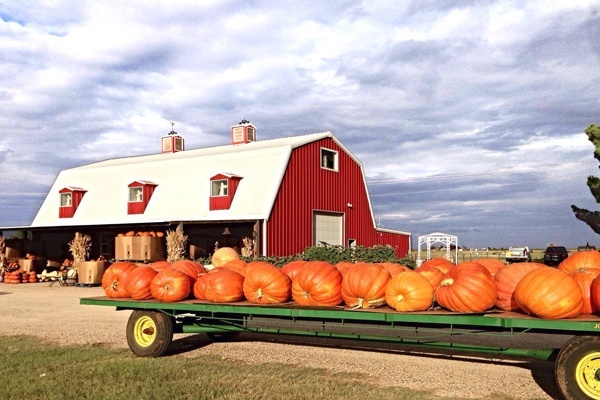 Texas Pumpkin Patches