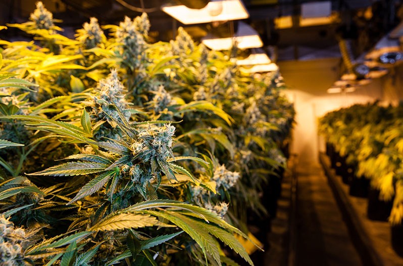 Medical marijuana