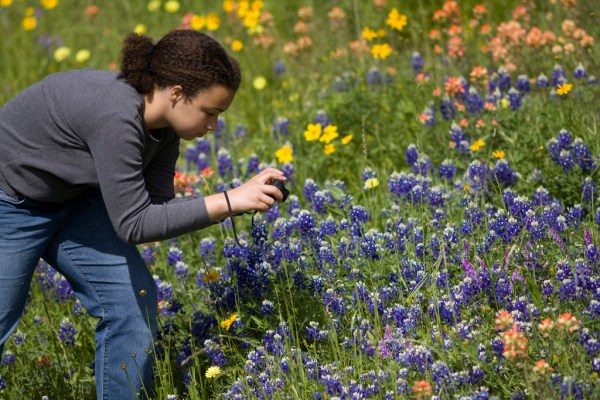 bluebonnet photos
