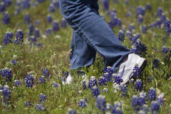 bluebonnet photos