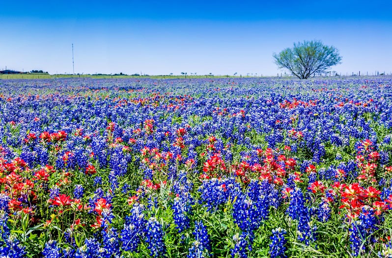 Things to do in Texas