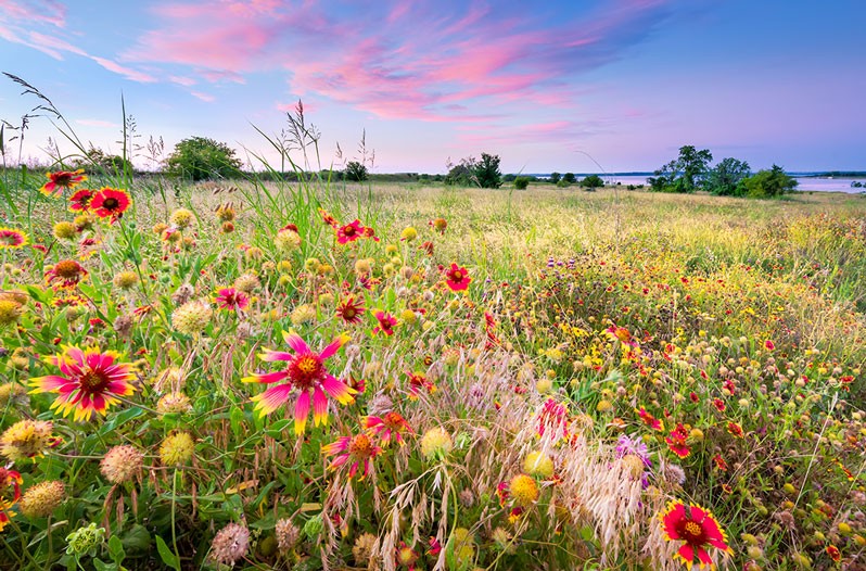 Texas wildflowers