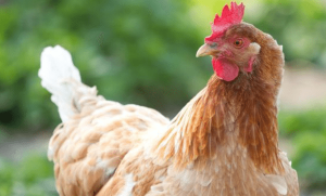 chicken