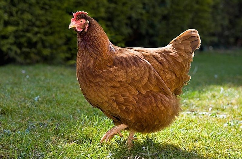 Gigoo the Chicken