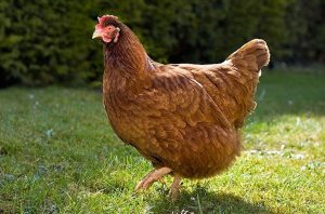 Gigoo the Chicken