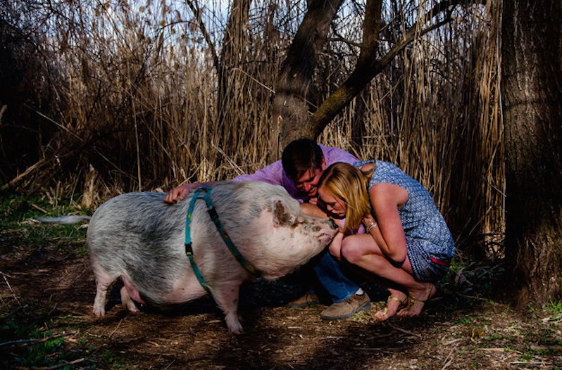 pig