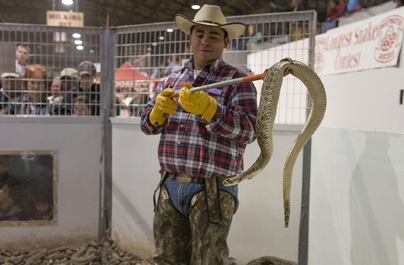 sweetwater rattlesnake roundup