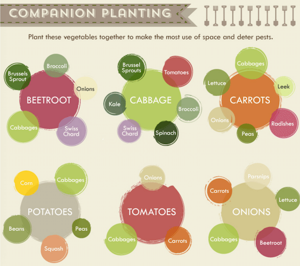 Vegetable Garden Cheat Sheet 