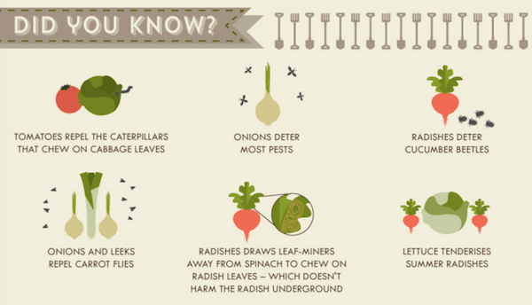 Vegetable Garden Cheat Sheet 