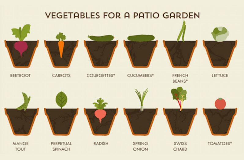 vegetable garden