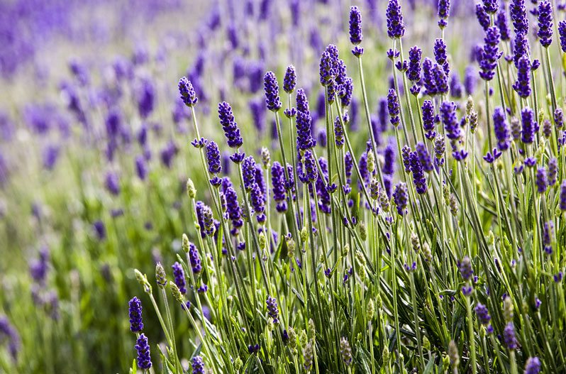 Plants That Repel Mosquitoes