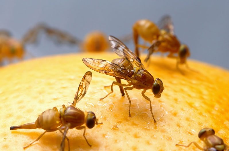how to get rid of fruit flies