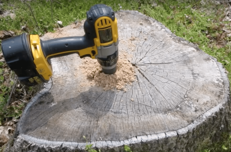 tree stumps