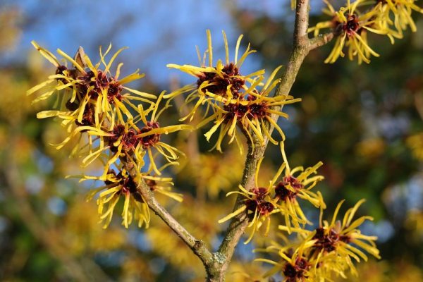 Witch hazel