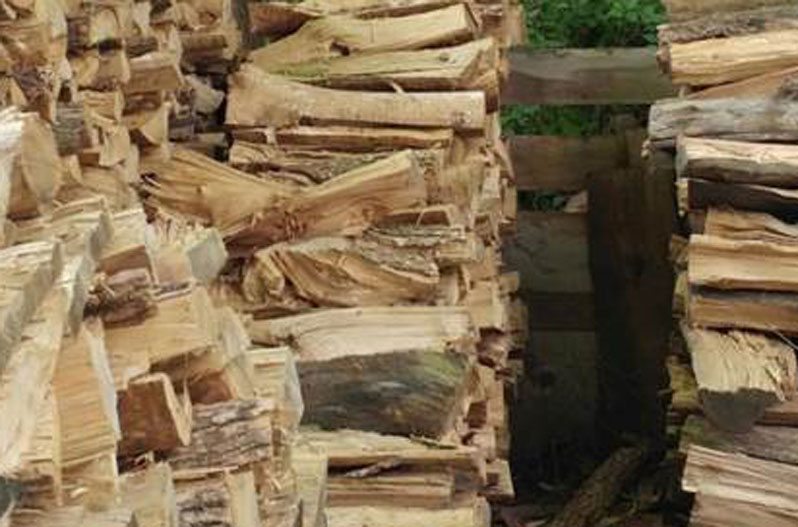 cat hiding