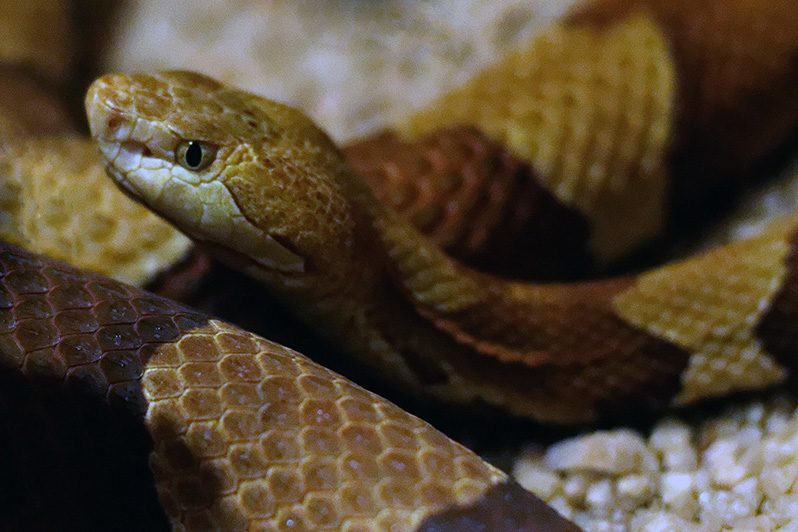 Copperhead