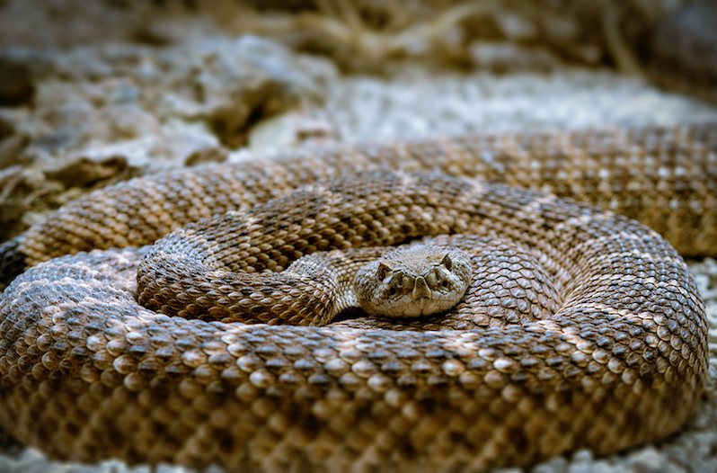 rattlesnake