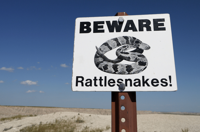 how to treat a rattlesnake bite