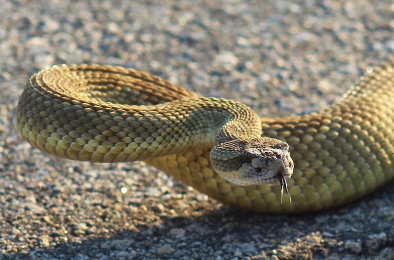 texas rattlesnake