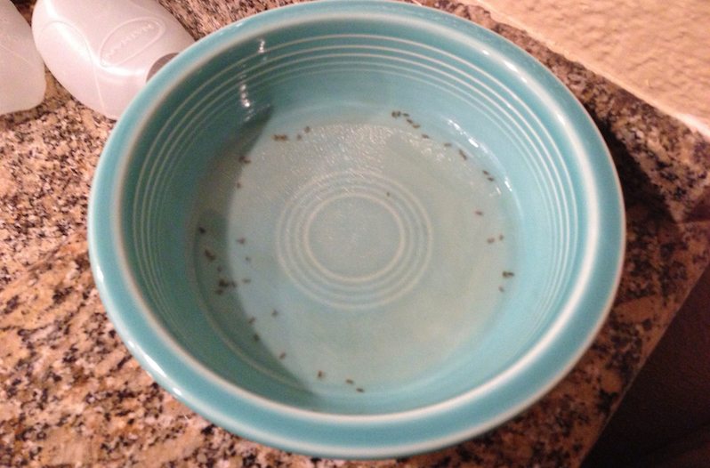 how to get rid of gnats