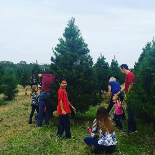Texas Christmas Tree Farms