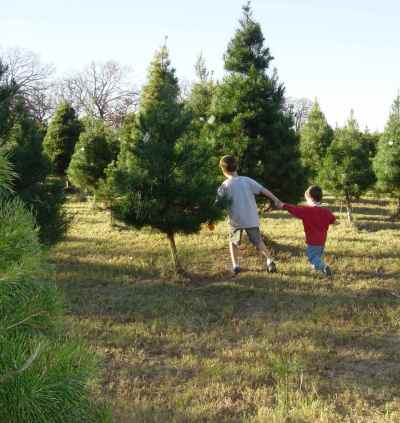 Texas Christmas Tree Farms