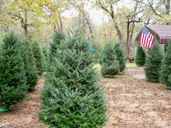 Texas Christmas Tree Farms