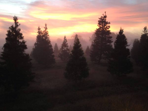 Texas Christmas Tree Farms