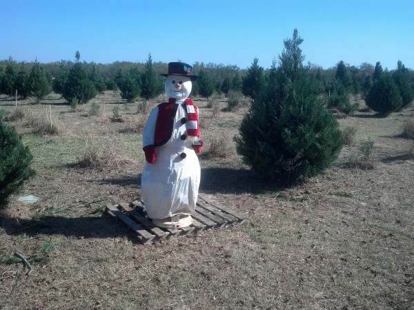 Texas Christmas Tree Farms