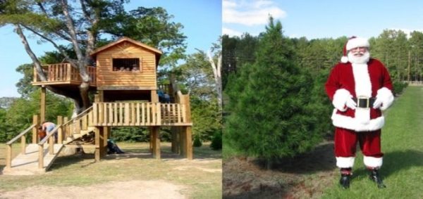 Texas Christmas Tree Farms