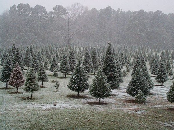 Texas Christmas Tree Farms