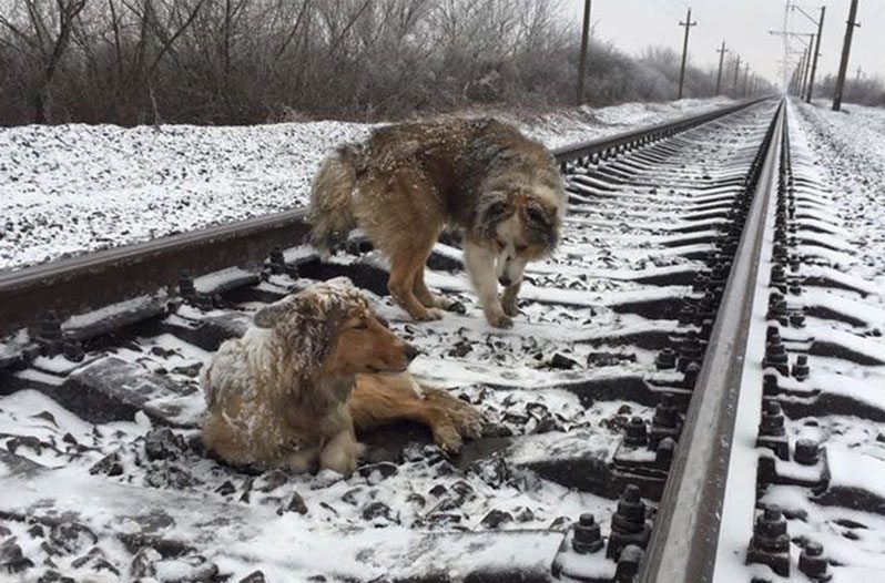 loyal dog