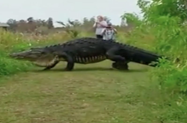 Giant Alligator