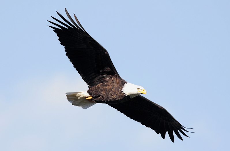 Dollywood Eagles